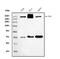 Filamin A antibody, M00502-2, Boster Biological Technology, Western Blot image 