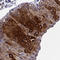 Keratin 12 antibody, HPA055217, Atlas Antibodies, Immunohistochemistry paraffin image 