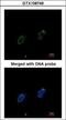 Replication Protein A1 antibody, GTX108749, GeneTex, Immunocytochemistry image 