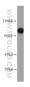 KH-Type Splicing Regulatory Protein antibody, 55409-1-AP, Proteintech Group, Western Blot image 
