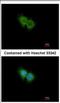 C-X-C Motif Chemokine Receptor 1 antibody, NBP2-16043, Novus Biologicals, Immunocytochemistry image 