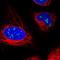 Treacle Ribosome Biogenesis Factor 1 antibody, HPA038237, Atlas Antibodies, Immunofluorescence image 