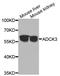 Coenzyme Q8A antibody, LS-C409146, Lifespan Biosciences, Western Blot image 