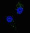 UV Radiation Resistance Associated antibody, LS-C160492, Lifespan Biosciences, Immunofluorescence image 