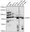 Microtubule Affinity Regulating Kinase 2 antibody, 16-723, ProSci, Western Blot image 
