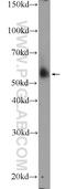 Apolipoprotein L4 antibody, 10564-1-AP, Proteintech Group, Western Blot image 