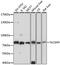Solute Carrier Family 6 Member 9 antibody, 16-490, ProSci, Western Blot image 