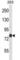 Acyl-CoA Synthetase Long Chain Family Member 4 antibody, abx028035, Abbexa, Western Blot image 