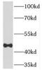 Testis Expressed 13A antibody, FNab08608, FineTest, Western Blot image 