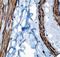Actin Alpha 2, Smooth Muscle antibody, LS-C348317, Lifespan Biosciences, Immunohistochemistry frozen image 