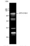 Myb Like, SWIRM And MPN Domains 1 antibody, BML-PW0660-0100, Enzo Life Sciences, Western Blot image 