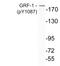 Glucocorticoid receptor DNA-binding factor 1 antibody, LS-C291499, Lifespan Biosciences, Western Blot image 