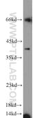 Kallikrein Related Peptidase 11 antibody, 12698-1-AP, Proteintech Group, Western Blot image 