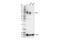 Chromogranin A antibody, 85798S, Cell Signaling Technology, Western Blot image 