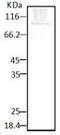 HSP90 antibody, LS-C229695, Lifespan Biosciences, Western Blot image 