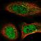 Transmembrane Protein 74B antibody, HPA045213, Atlas Antibodies, Immunofluorescence image 