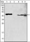 Glutamic-Oxaloacetic Transaminase 2 antibody, orb89264, Biorbyt, Western Blot image 