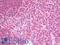 Proteasome Subunit Beta 9 antibody, LS-B10017, Lifespan Biosciences, Immunohistochemistry frozen image 