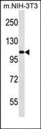Elongin A antibody, orb33461, Biorbyt, Western Blot image 