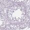 Solute Carrier Family 17 Member 7 antibody, NBP2-39000, Novus Biologicals, Immunohistochemistry paraffin image 