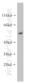 Protein MEMO1 antibody, 14604-1-AP, Proteintech Group, Western Blot image 