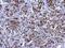 Keratin 7 antibody, GTX110414, GeneTex, Immunohistochemistry paraffin image 