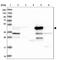 Betaine--Homocysteine S-Methyltransferase antibody, HPA038285, Atlas Antibodies, Western Blot image 