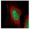 Macrophage Erythroblast Attacher antibody, NBP2-17200, Novus Biologicals, Immunofluorescence image 