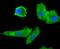 Fibroblast Growth Factor 21 antibody, NBP2-67275, Novus Biologicals, Immunocytochemistry image 