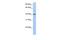 Pellino E3 Ubiquitin Protein Ligase Family Member 3 antibody, GTX45397, GeneTex, Western Blot image 