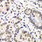 RB Binding Protein 7, Chromatin Remodeling Factor antibody, 14-998, ProSci, Immunohistochemistry frozen image 