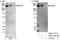 MCSP antibody, A302-121A, Bethyl Labs, Immunoprecipitation image 