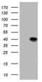 BCL2 Like 14 antibody, NBP2-46570, Novus Biologicals, Western Blot image 