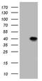 Apoptosis facilitator Bcl-2-like protein 14 antibody, NBP2-46570, Novus Biologicals, Western Blot image 