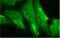 Heme Oxygenase 1 antibody, 13061, QED Bioscience, Immunofluorescence image 