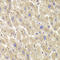 Thioredoxin Like 1 antibody, LS-C334639, Lifespan Biosciences, Immunohistochemistry frozen image 