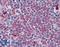 Wnt Family Member 5B antibody, LS-A8729, Lifespan Biosciences, Immunohistochemistry paraffin image 