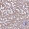 Family With Sequence Similarity 122C antibody, NBP2-31805, Novus Biologicals, Immunohistochemistry paraffin image 