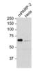 PARP2 antibody, ALX-804-639-L001, Enzo Life Sciences, Western Blot image 