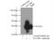 DnaJ Heat Shock Protein Family (Hsp40) Member B1 antibody, 13174-1-AP, Proteintech Group, Immunoprecipitation image 