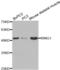 Ring Finger Protein 1 antibody, abx001826, Abbexa, Western Blot image 