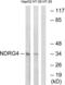 NDRG Family Member 4 antibody, LS-C120258, Lifespan Biosciences, Western Blot image 