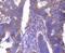 ADP Ribosylation Factor 1 antibody, A01279-1, Boster Biological Technology, Immunohistochemistry frozen image 