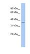 Family With Sequence Similarity 76 Member A antibody, NBP1-55436, Novus Biologicals, Western Blot image 