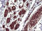 Thioredoxin-related transmembrane protein 1 antibody, LS-C338287, Lifespan Biosciences, Immunohistochemistry frozen image 