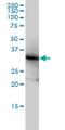 Lactate Dehydrogenase B antibody, H00003945-M01, Novus Biologicals, Western Blot image 