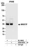 Nucleolar Protein Interacting With The FHA Domain Of MKI67 antibody, A304-047A, Bethyl Labs, Immunoprecipitation image 