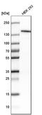 Lysine-specific demethylase 4A antibody, HPA007610, Atlas Antibodies, Western Blot image 