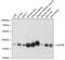 Aldolase, Fructose-Bisphosphate B antibody, 19-136, ProSci, Western Blot image 