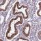 TLC Domain Containing 4 antibody, NBP2-33470, Novus Biologicals, Immunohistochemistry paraffin image 